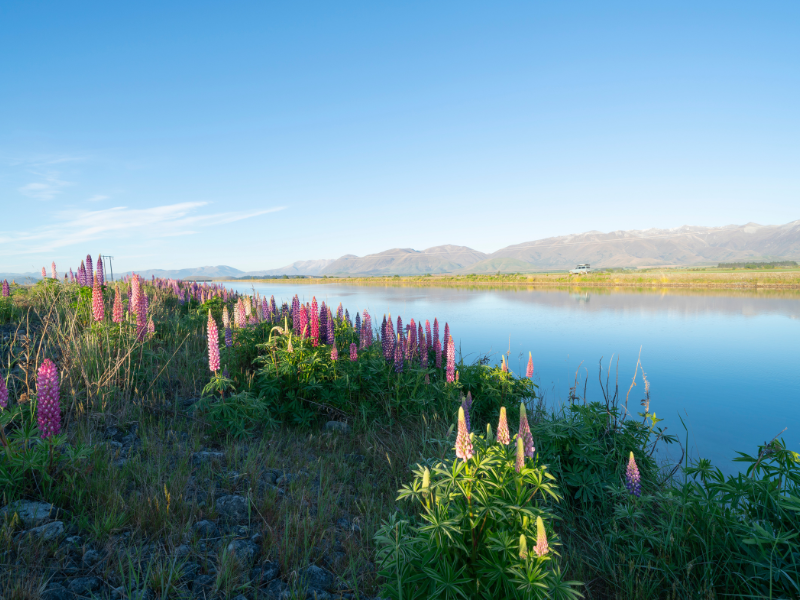 <b>Isola del Sud 1</b> - da Picton a Christchurch - — 12